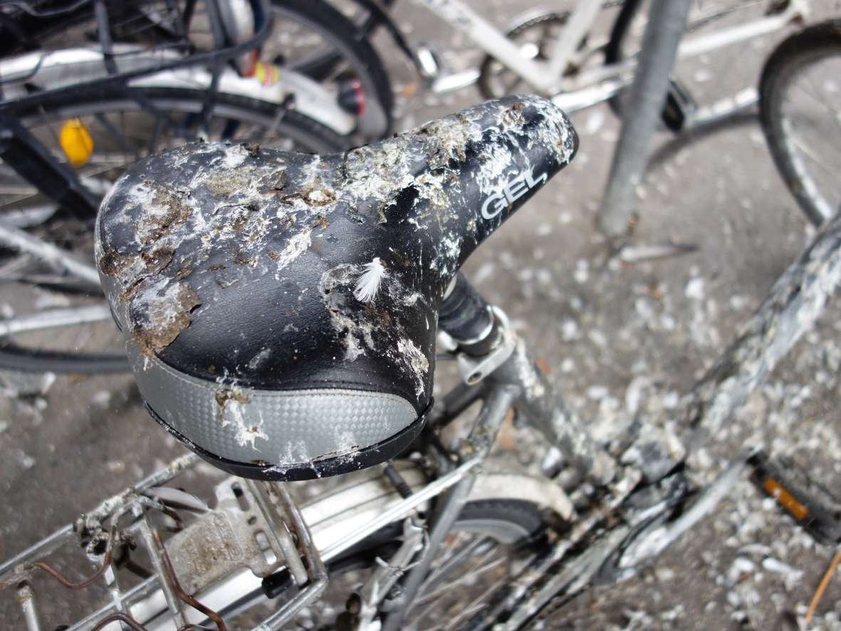 Schäden durch Taubendreck an Fahrrädern am Bahnhof Barmbek