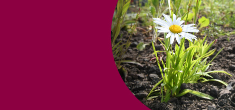 Blume auf Haltestellendach