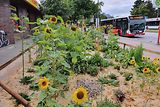 Viel Sonne und der nährstoffarme Boden am Hagenbecks Tierpark sind ideal für Wildblumen und Wildbienen.