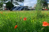 Im April 2021 legten Bezirk, Billstedt Center und Deutsche Wildtier Stiftung diese natürliche Blühfläche an.